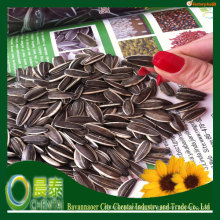 Edible Chinese Shelled Sunflower Seeds 6009 /Sale Sunflower Seeds Company